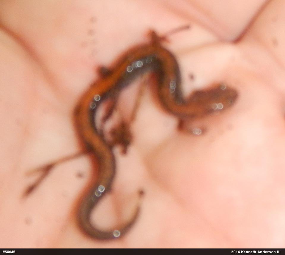 Eastern Red-backed  Salamander