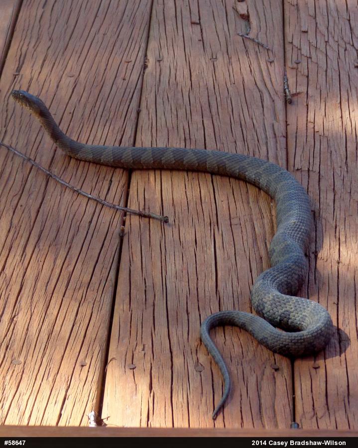 Northern Watersnake
