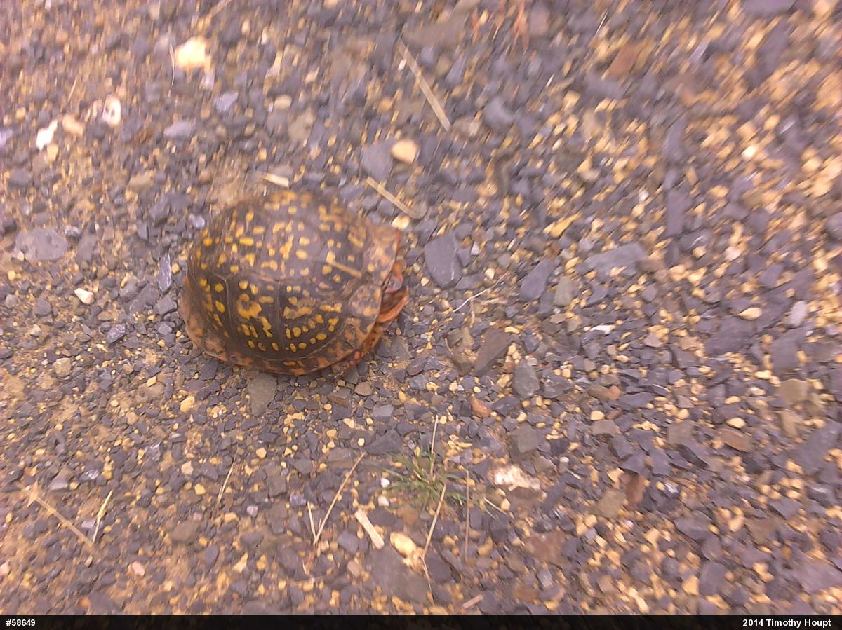 Eastern Box Turtle