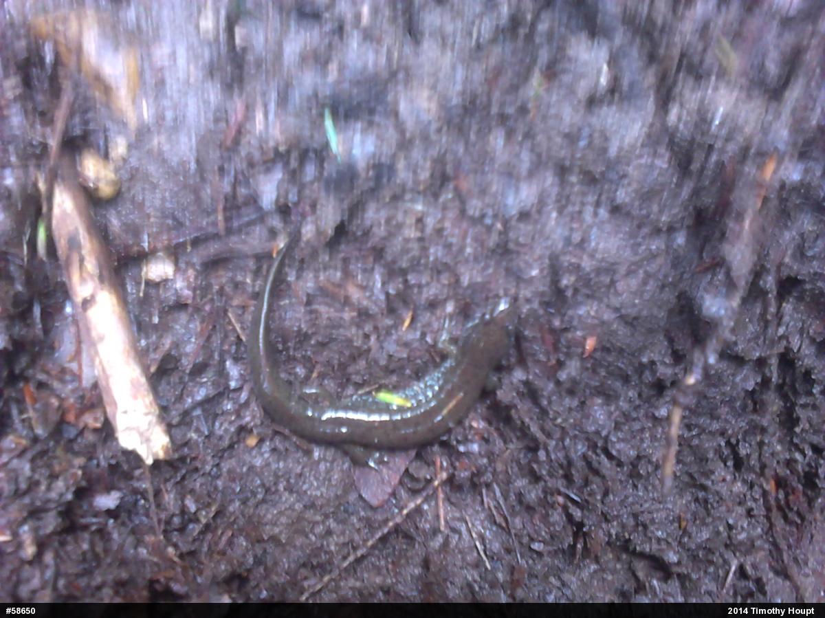 Northern Dusky Salamander