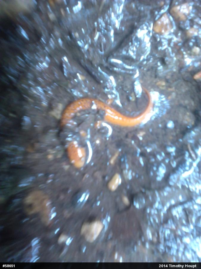 Northern Red Salamander