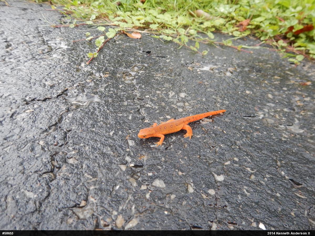 Red-spotted Newt