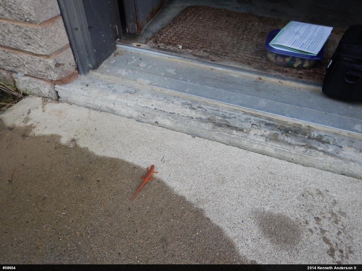Red-spotted Newt