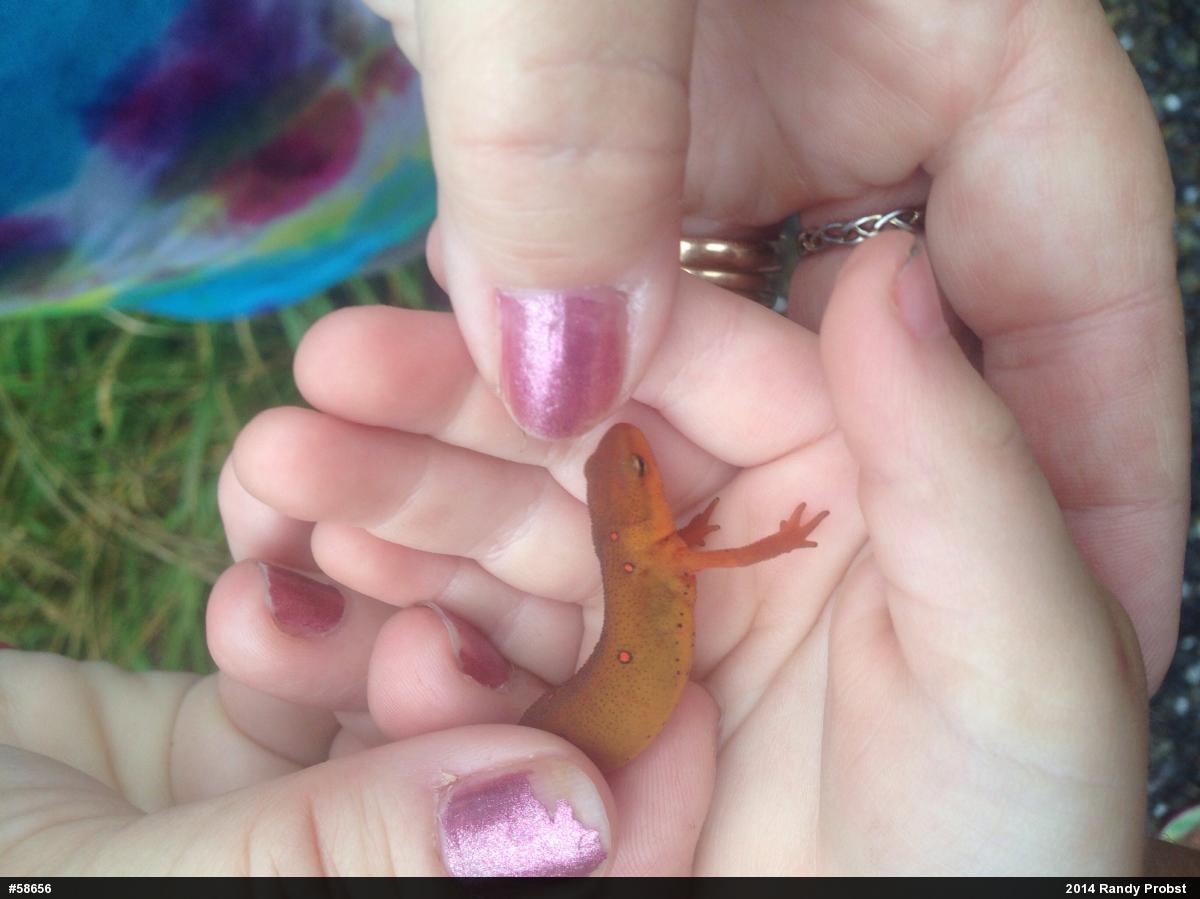 Red-spotted Newt