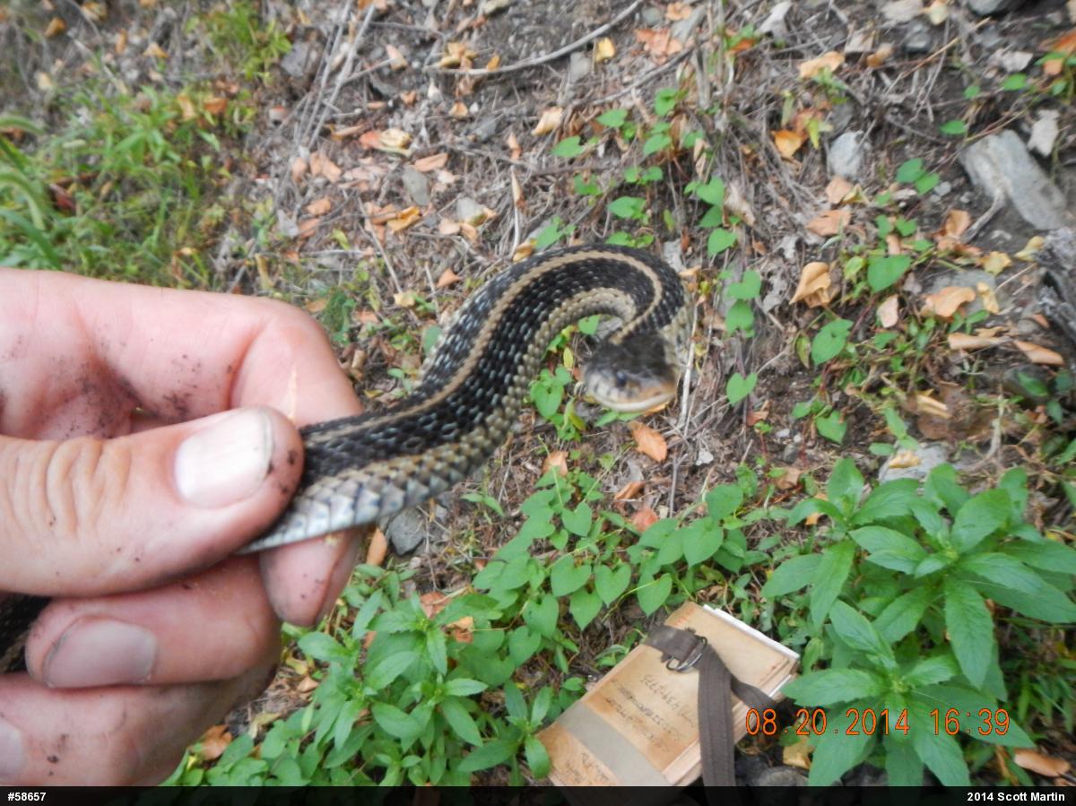 Eastern Gartersnake