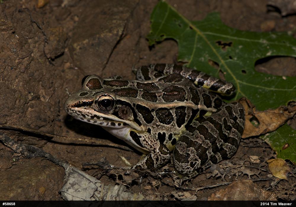 Pickerel Frog
