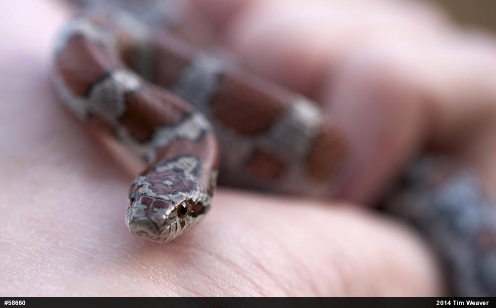 Eastern Milksnake