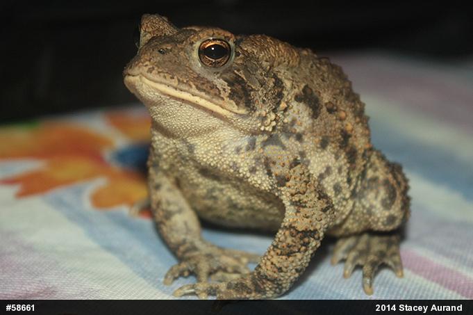 Eastern American Toad