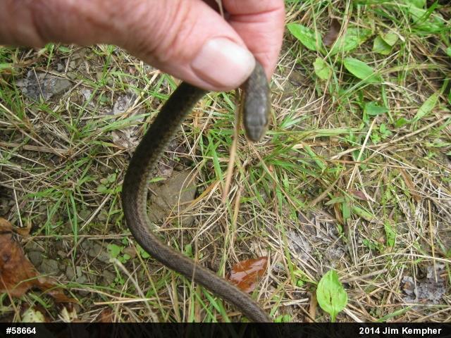 Eastern Gartersnake