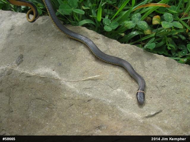 Northern Ring-necked Snake