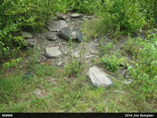 Timber Rattlesnake
