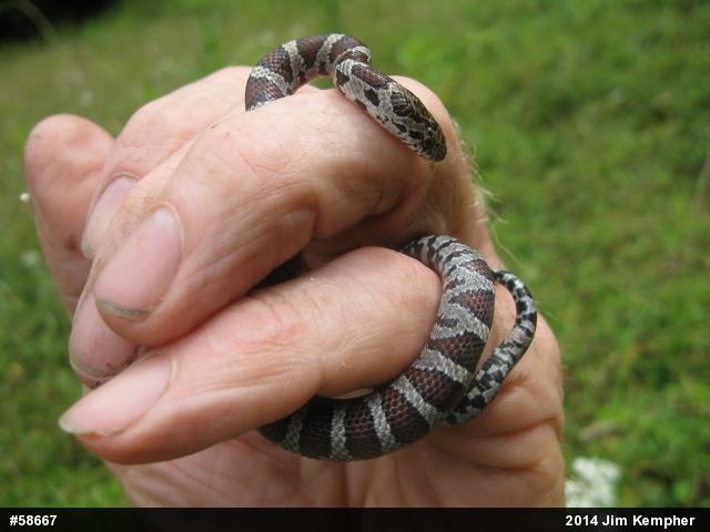 Eastern Milksnake