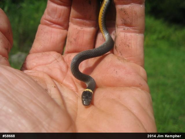 Northern Ring-necked Snake