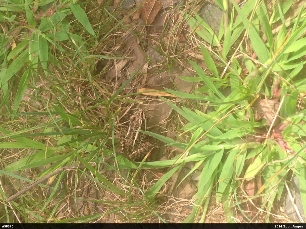 Pickerel Frog