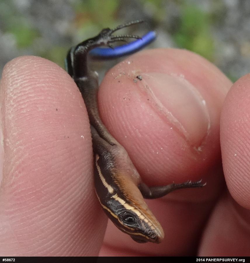 Common Five-lined Skink