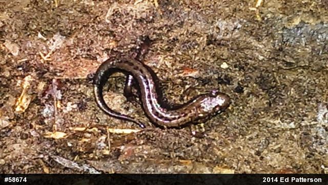Allegheny Mountain Dusky Salamander