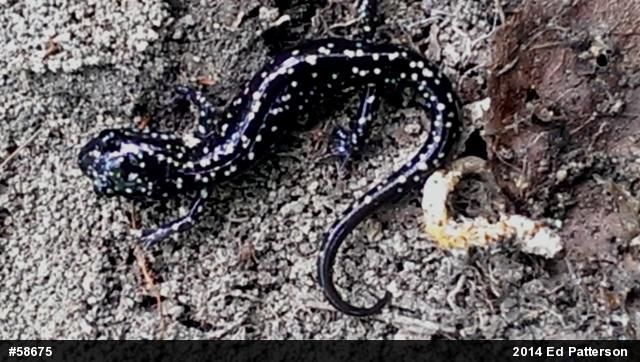 Northern Slimy Salamander