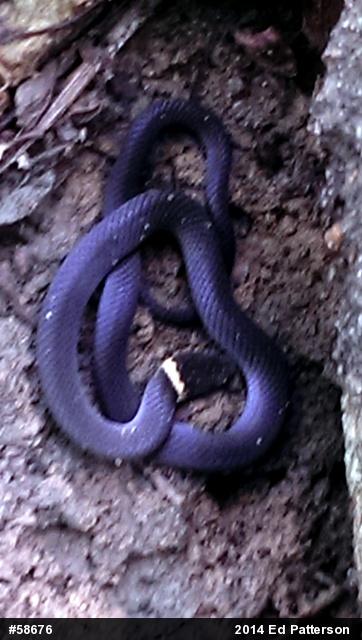 Northern Ring-necked Snake