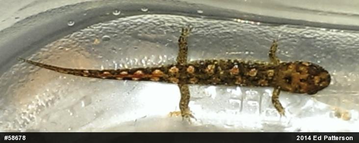Seal Salamander