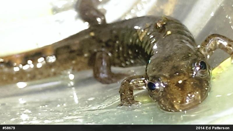 Seal Salamander