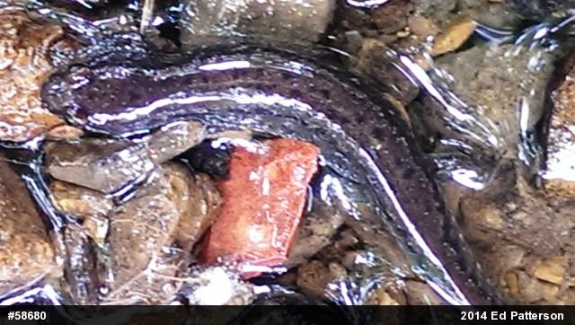 Northern Dusky Salamander