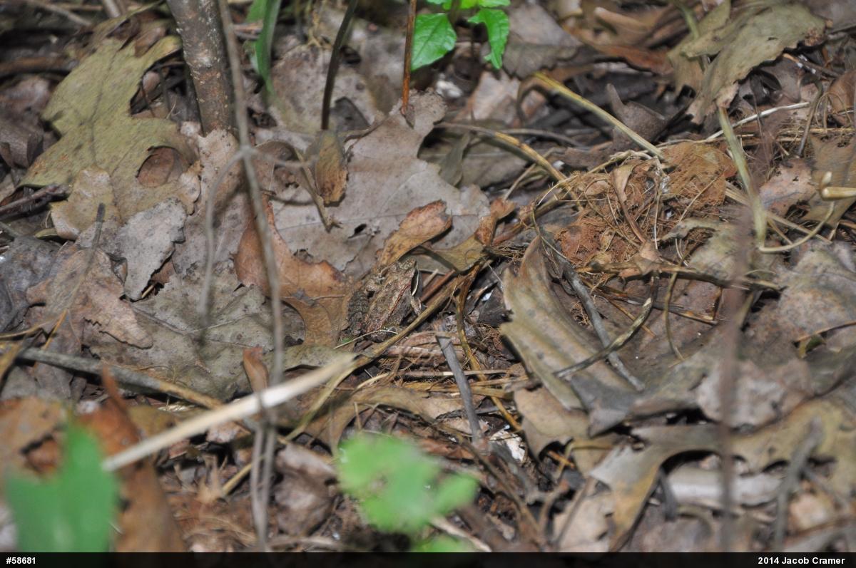 Wood Frog