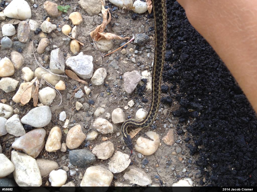 Eastern Gartersnake