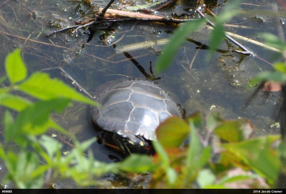 Painted Turtle