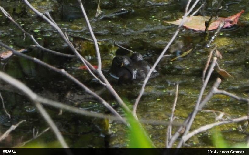 American Bullfrog