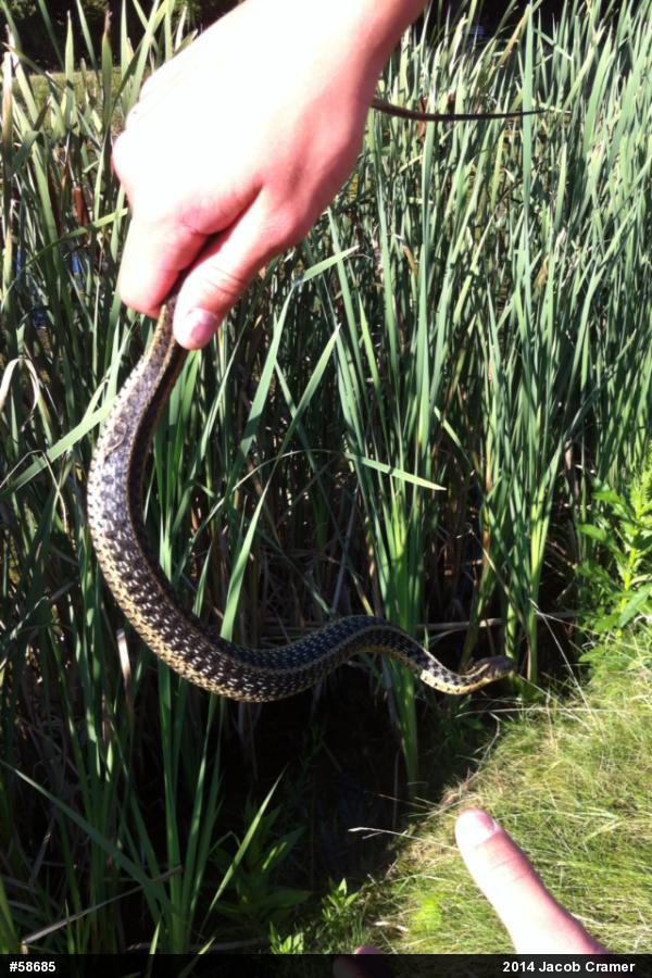 Eastern Gartersnake