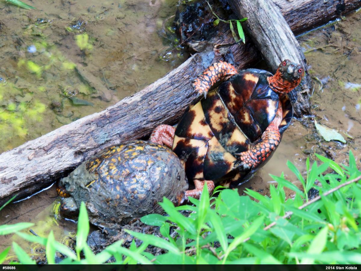 Eastern Box Turtle