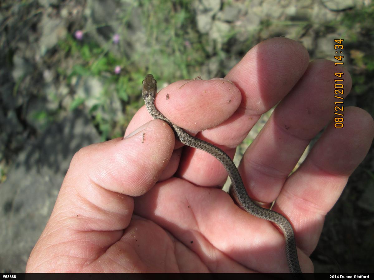Eastern Gartersnake