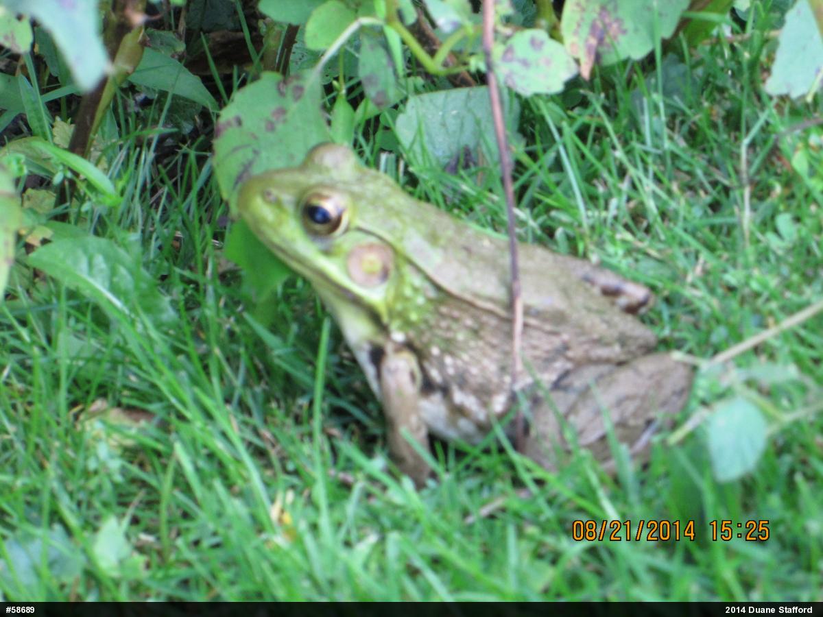 Green Frog