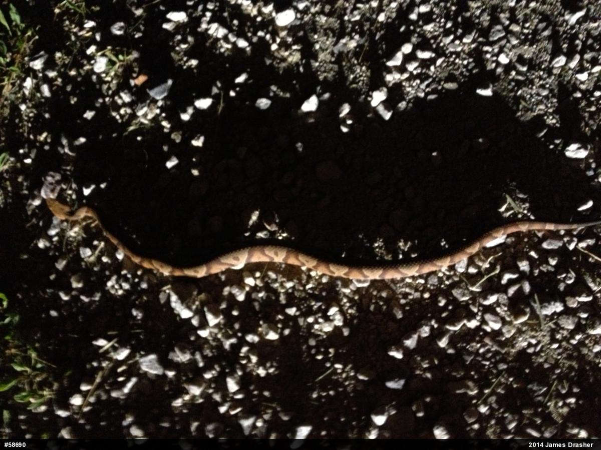 Northern Copperhead