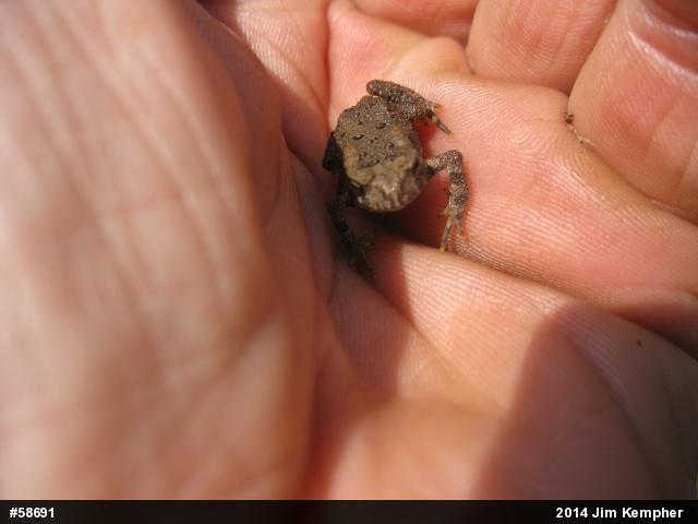 Eastern American Toad