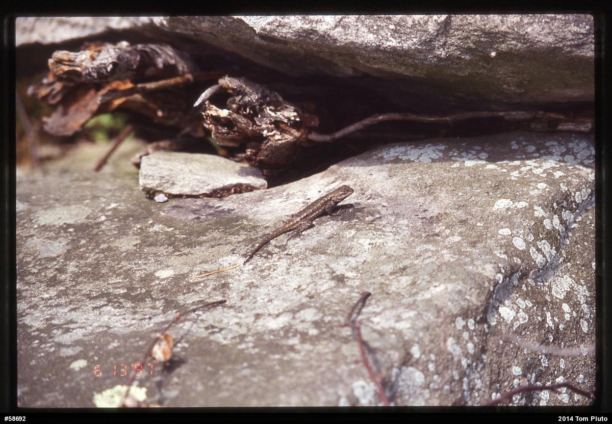 Eastern Fence Lizard