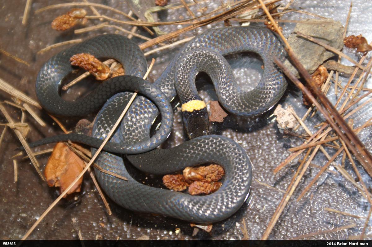 Northern Ring-necked Snake