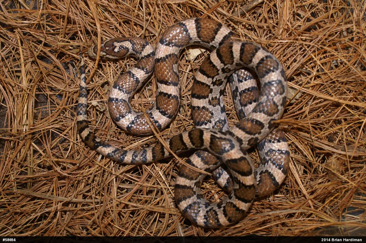 Eastern Milksnake
