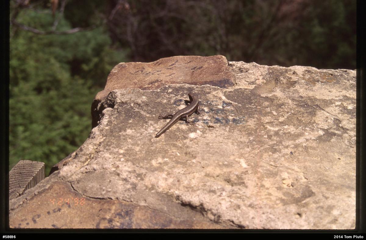 Skinks
