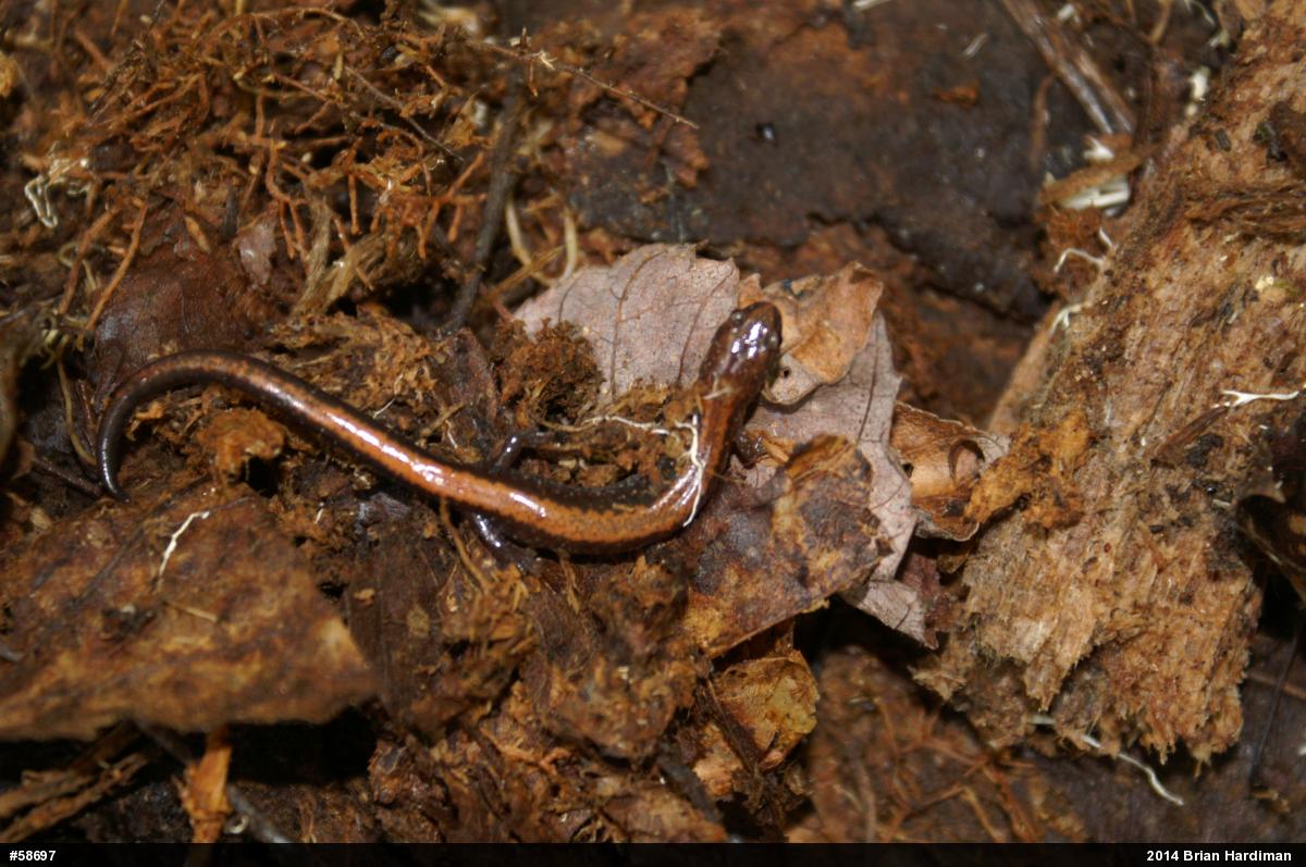 Eastern Red-backed  Salamander