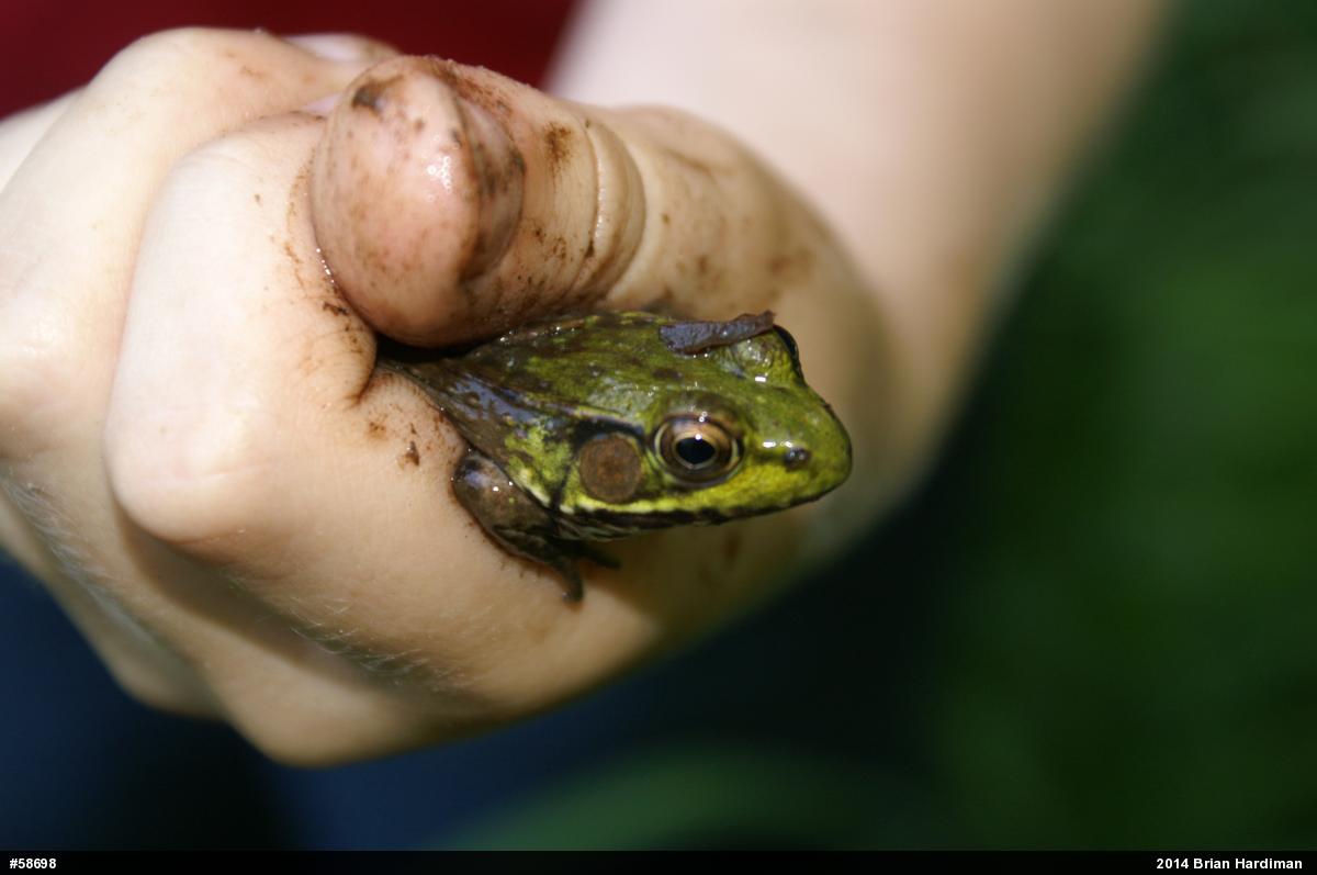 Green Frog