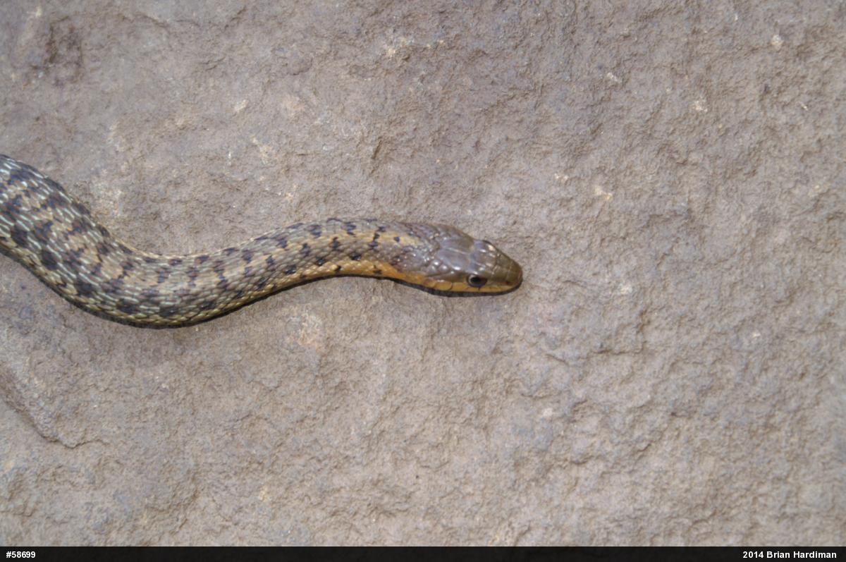 Eastern Gartersnake