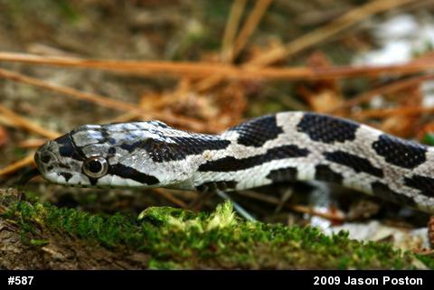 Eastern Ratsnake