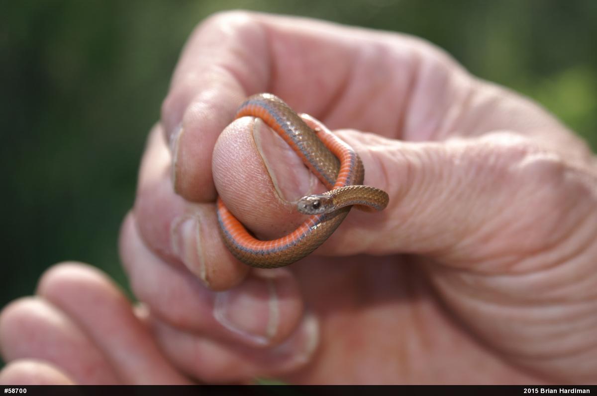 Red-bellied Snake