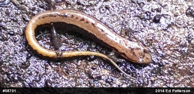 Allegheny Mountain Dusky Salamander