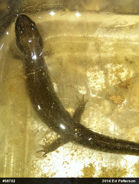 Northern Dusky Salamander
