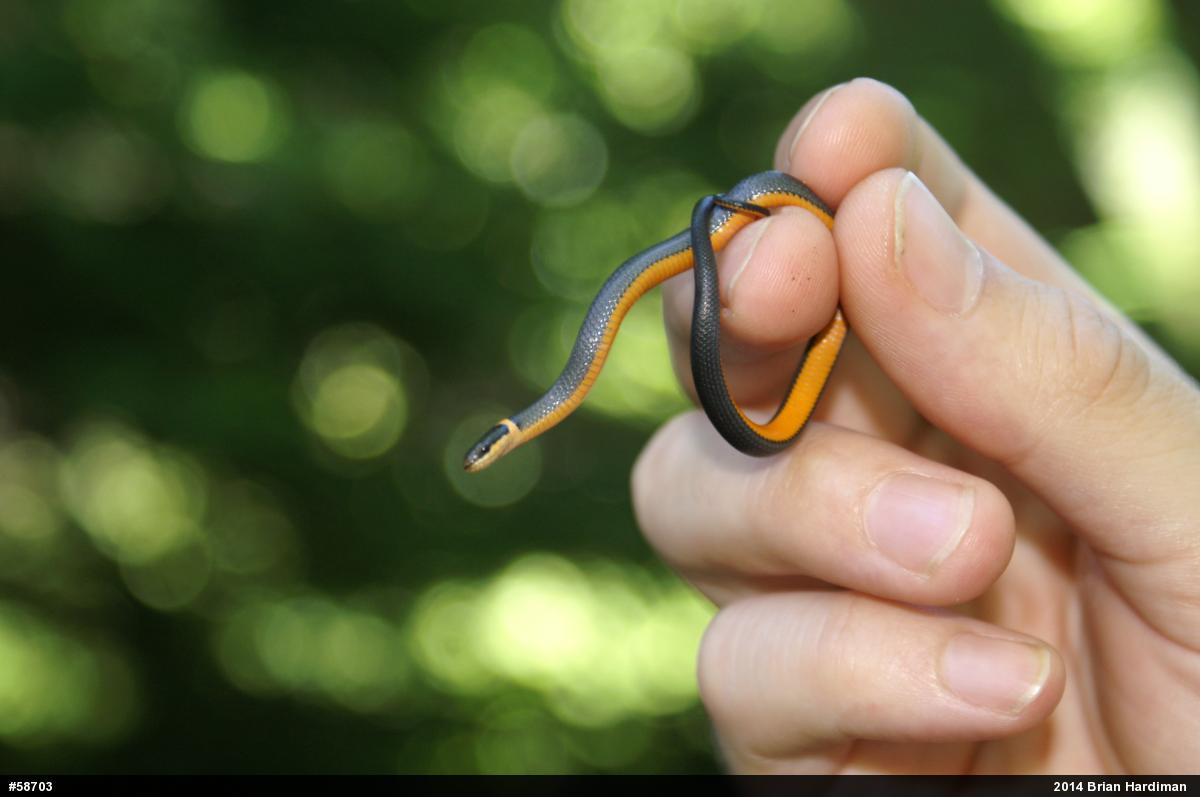 Northern Ring-necked Snake