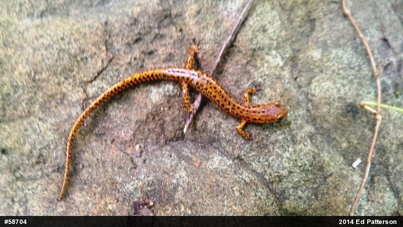 Eastern Long-tailed Salamander