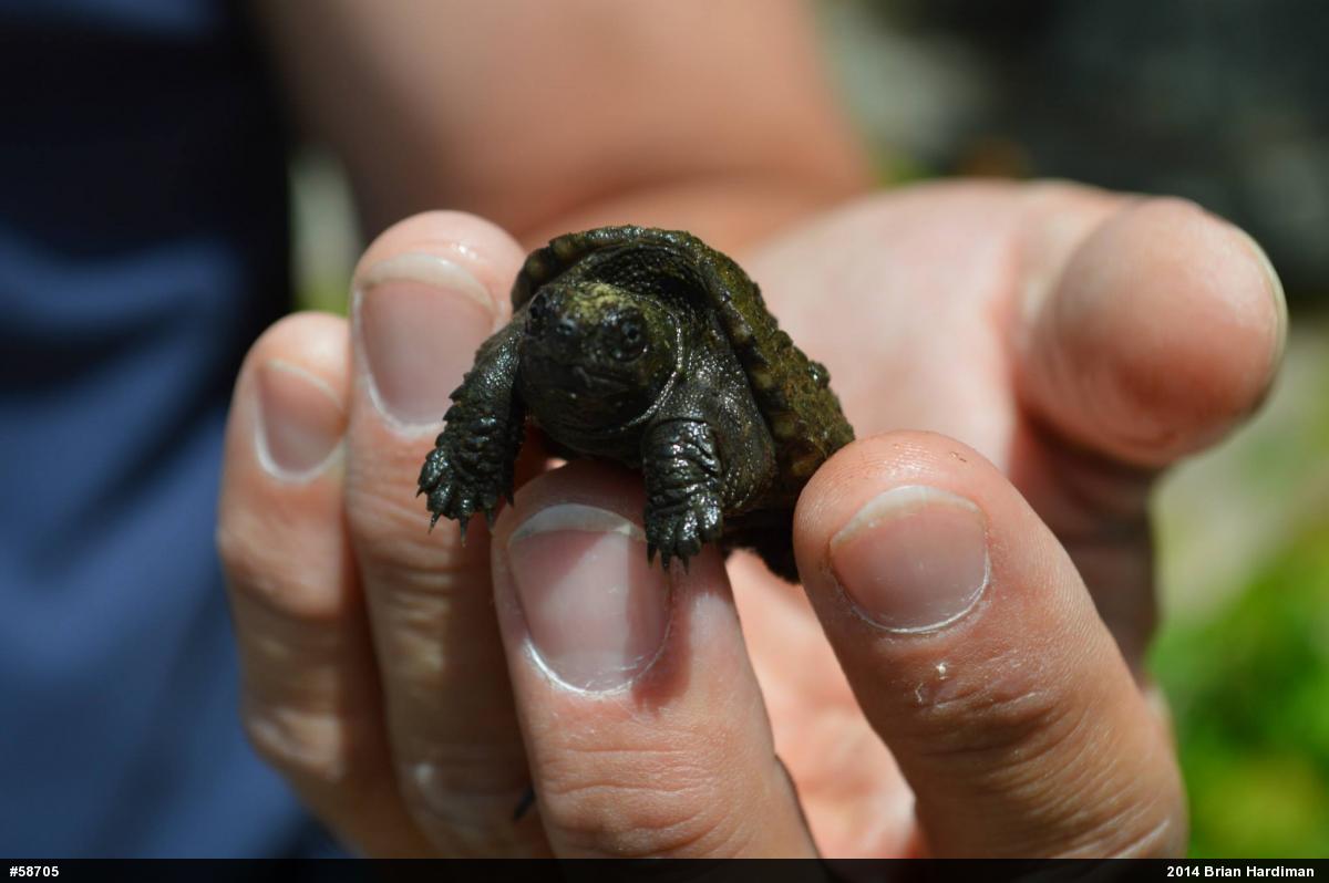 Snapping Turtle