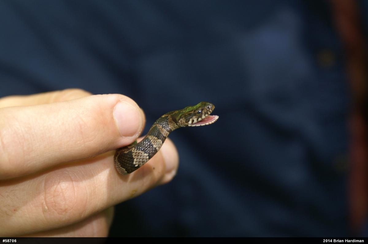 Northern Watersnake